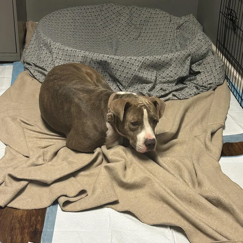 An adult medium-sized female Brown / Chocolate Terrier dog named Vespera for adoption in St. Louis, MO