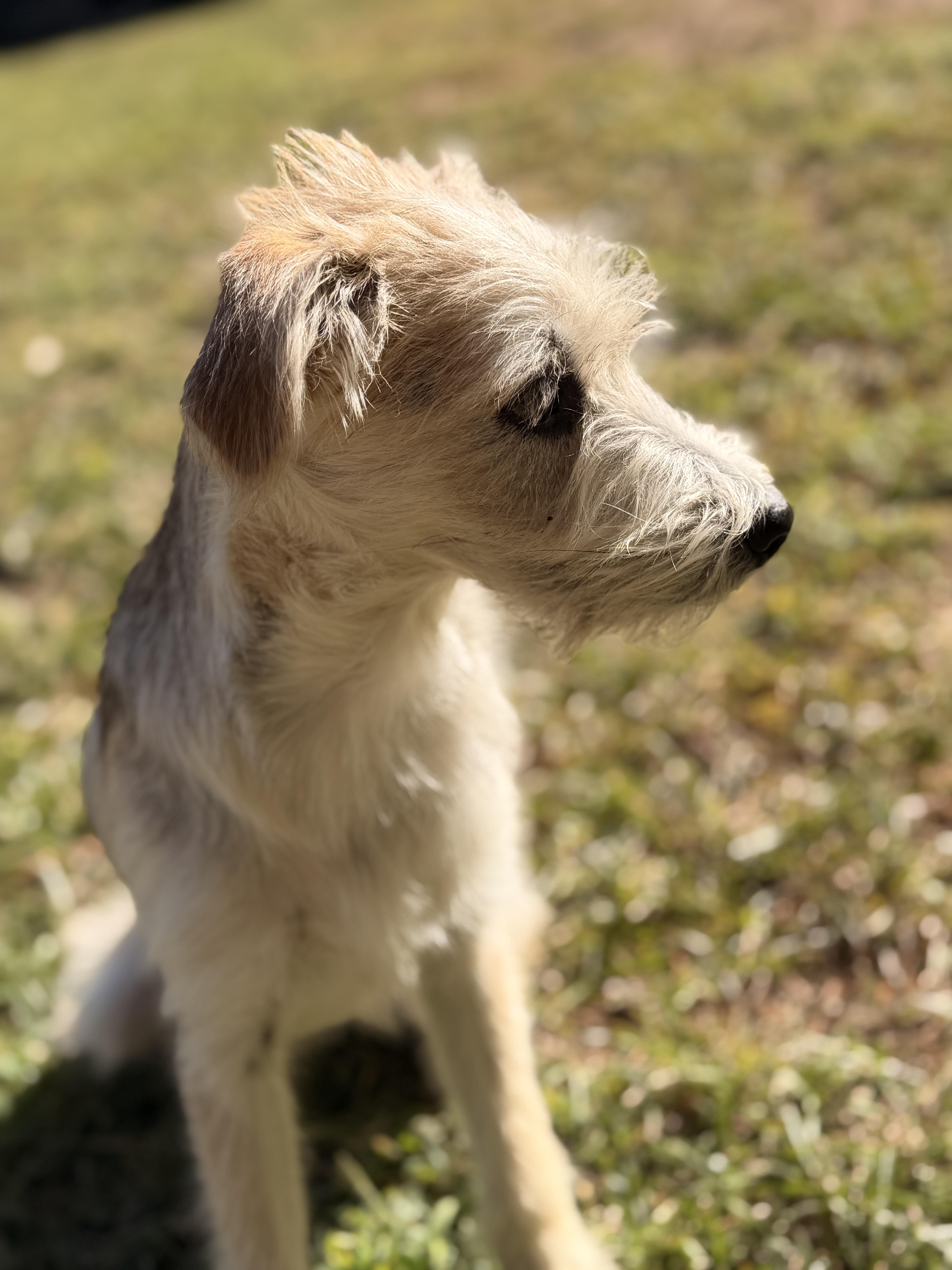 A baby small-sized female Terrier dog named Pelusa for adoption in Fuquay Varina, NC