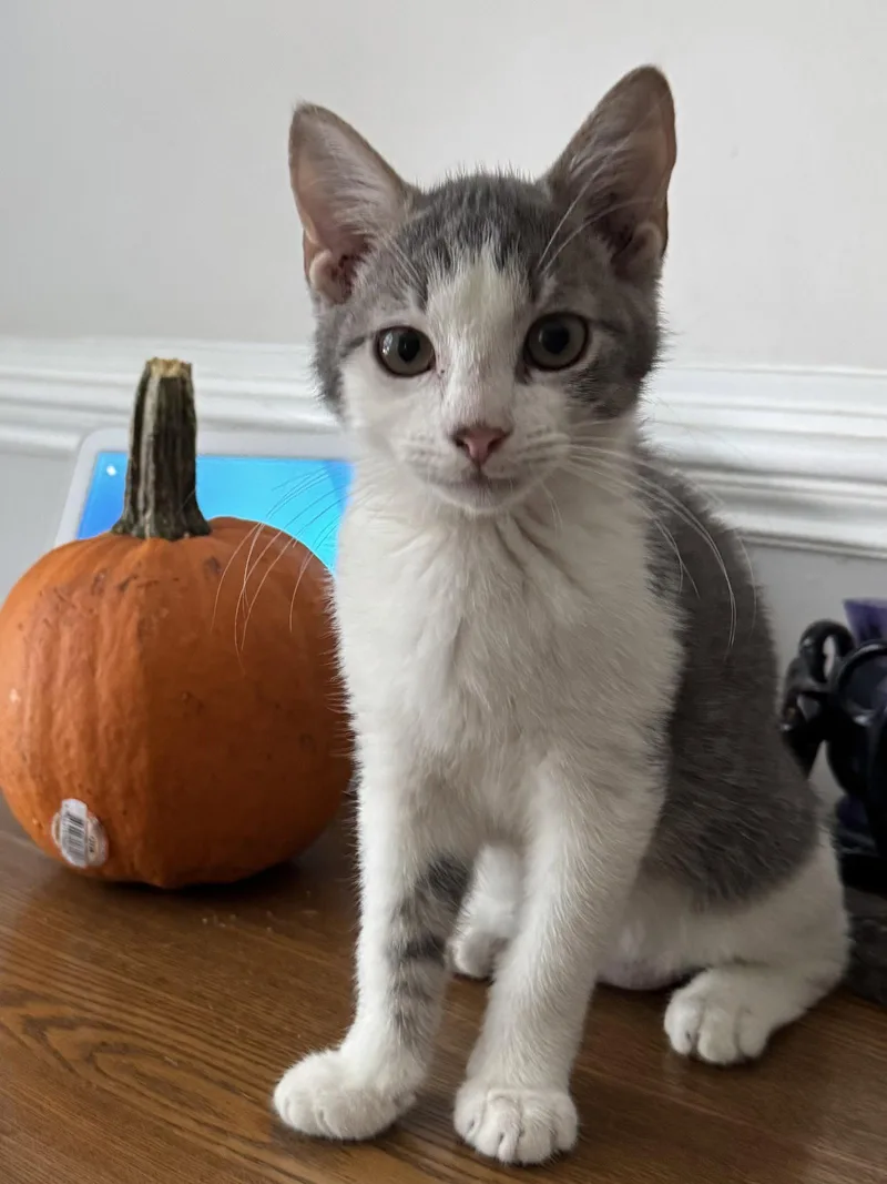 A young medium-sized male Tabby (Gray / Blue / Silver) Domestic Short Hair cat named Zackary for adoption in Columbia, SC