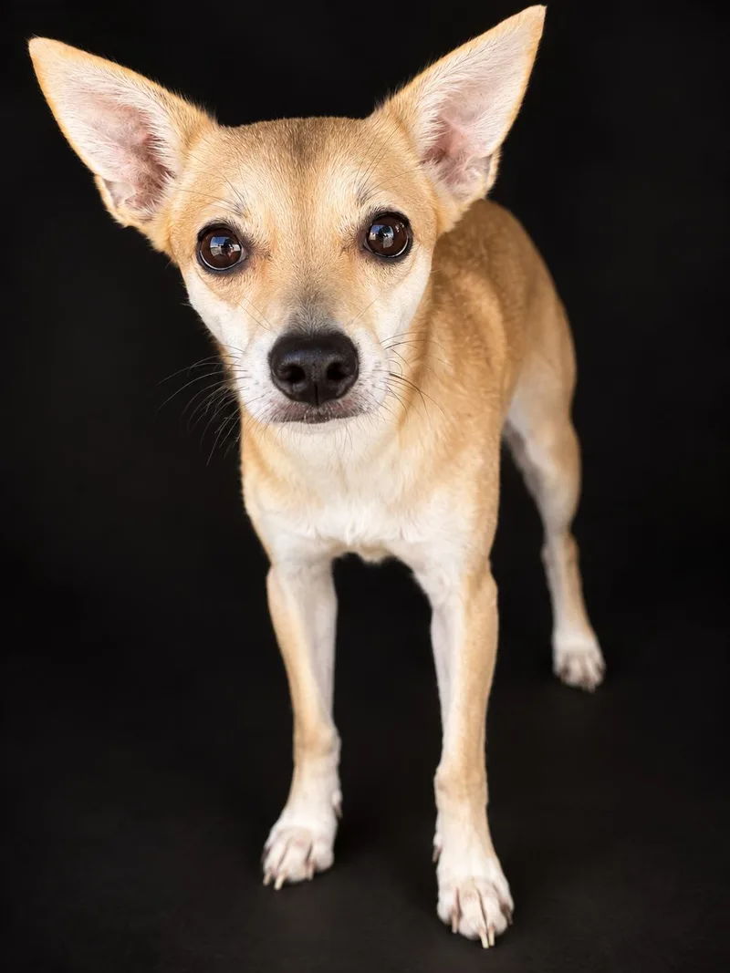 An adult small-sized female Golden Italian Greyhound dog named Sasha for adoption in El Segundo, CA