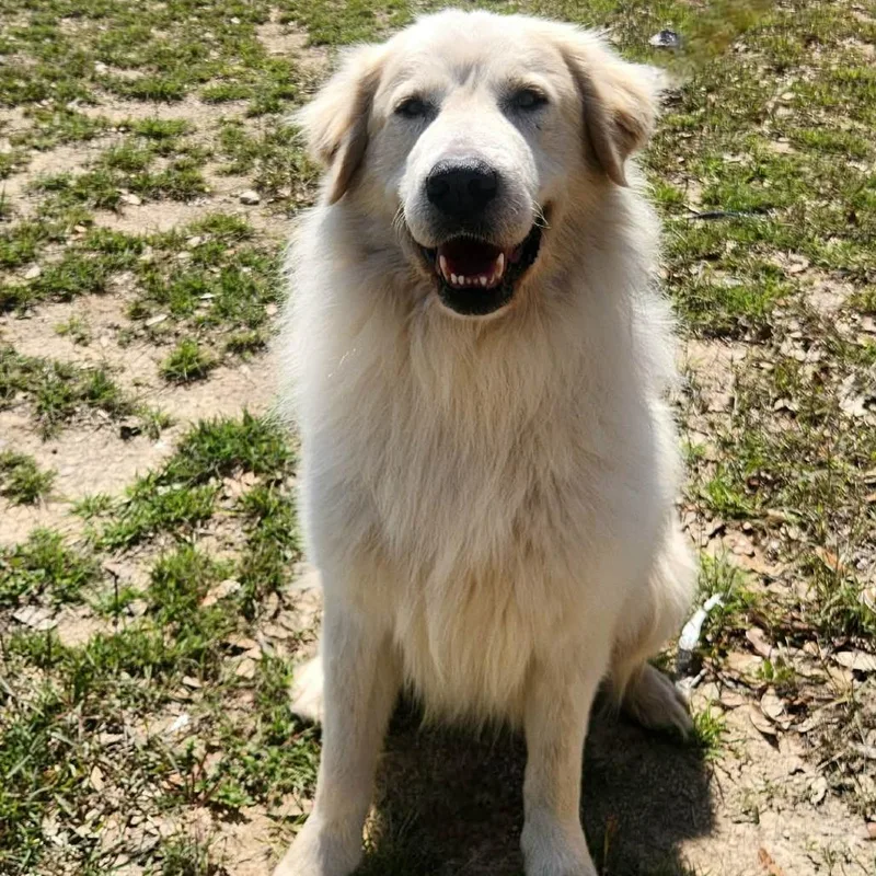 Mr. Peabody Jum thumbnail 3