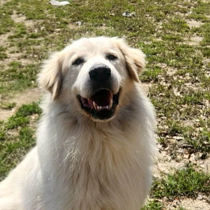 Mr. Peabody Jum thumbnail 4