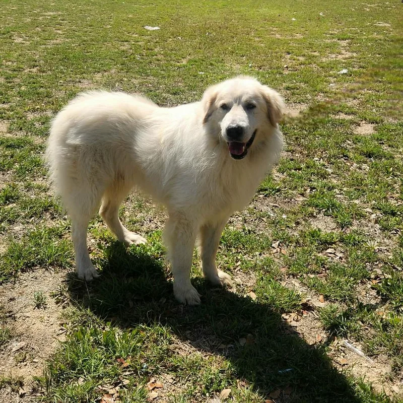 Mr. Peabody Jum thumbnail 5