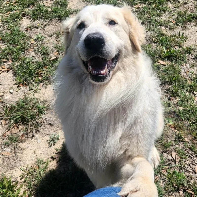 Mr. Peabody Jum thumbnail 6