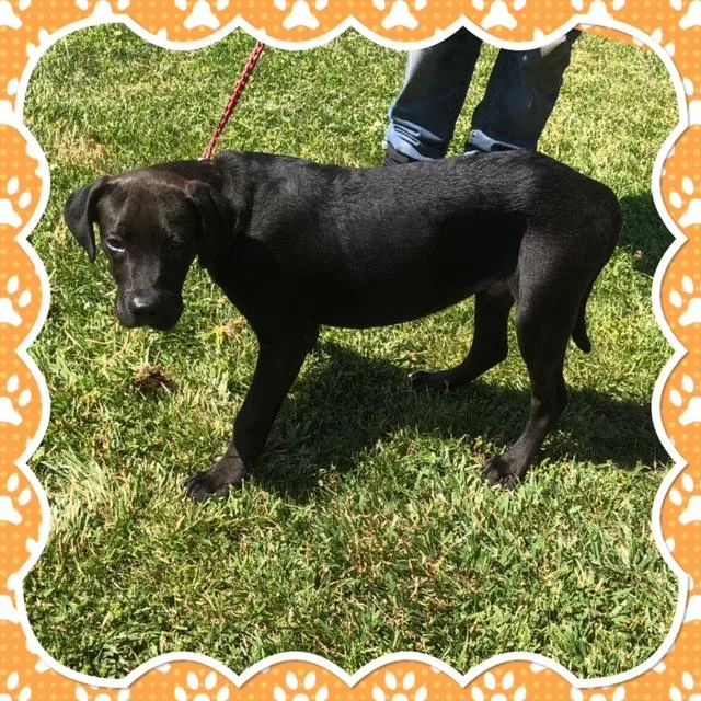 A baby medium-sized male Black Labrador Retriever dog named Coal for adoption in Buckhannon, WV