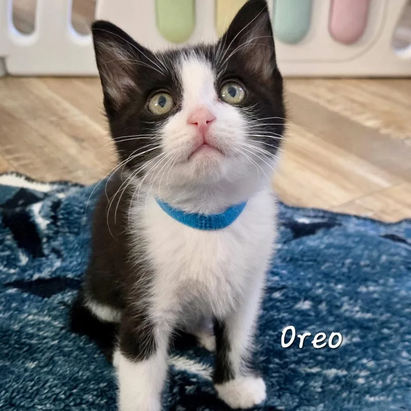 Oreo