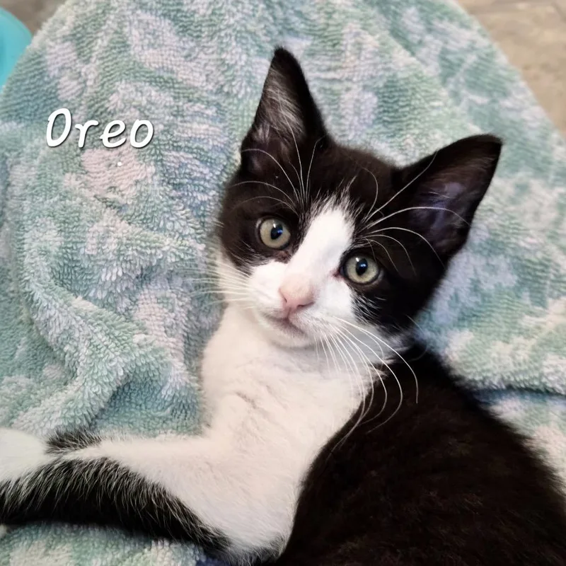 Oreo thumbnail 2