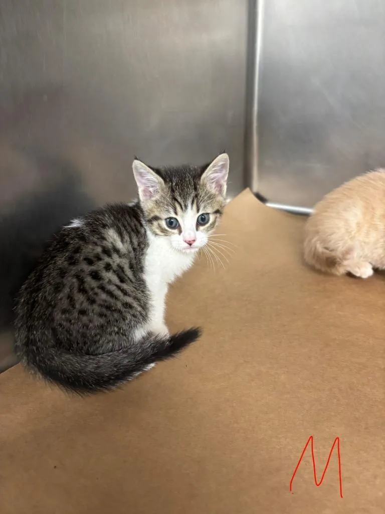 A baby large-sized male Domestic Short Hair cat named Crew for adoption in Cartersville , GA