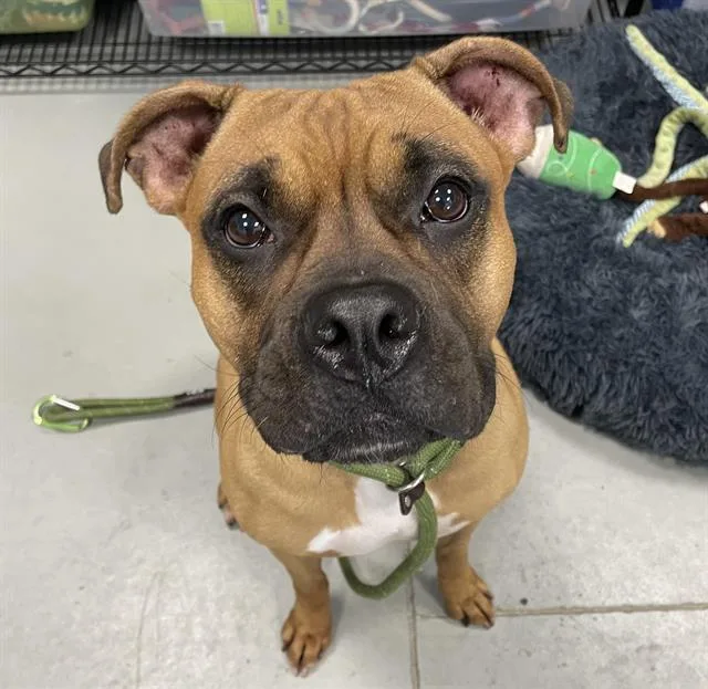 A young medium-sized female Mixed Breed dog named Slinky for adoption in Palmetto, FL