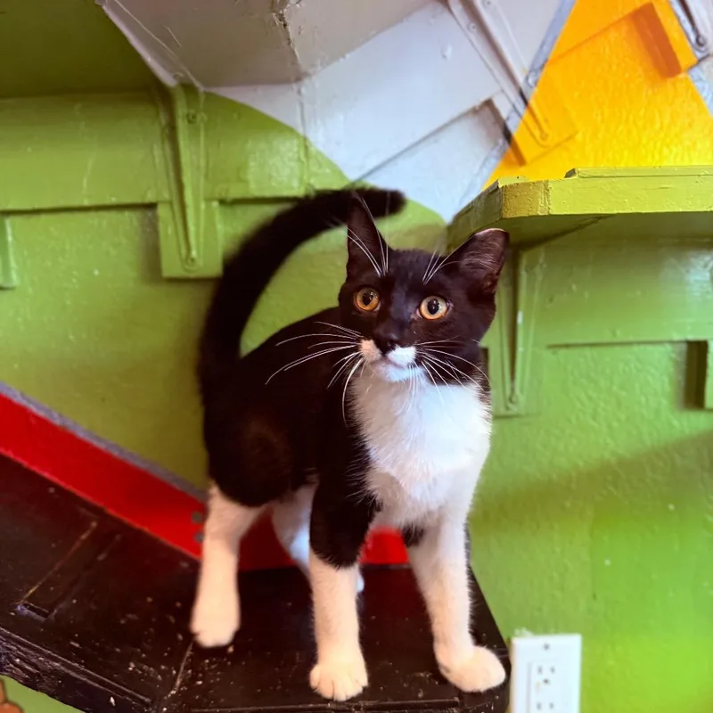 A baby medium-sized male Black Domestic Short Hair cat named Lucky Ducky for adoption in Los Angeles, CA