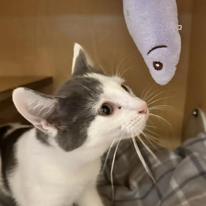 A baby small-sized female White Domestic Short Hair cat named Emerald Jade for adoption in Washington Township, OH