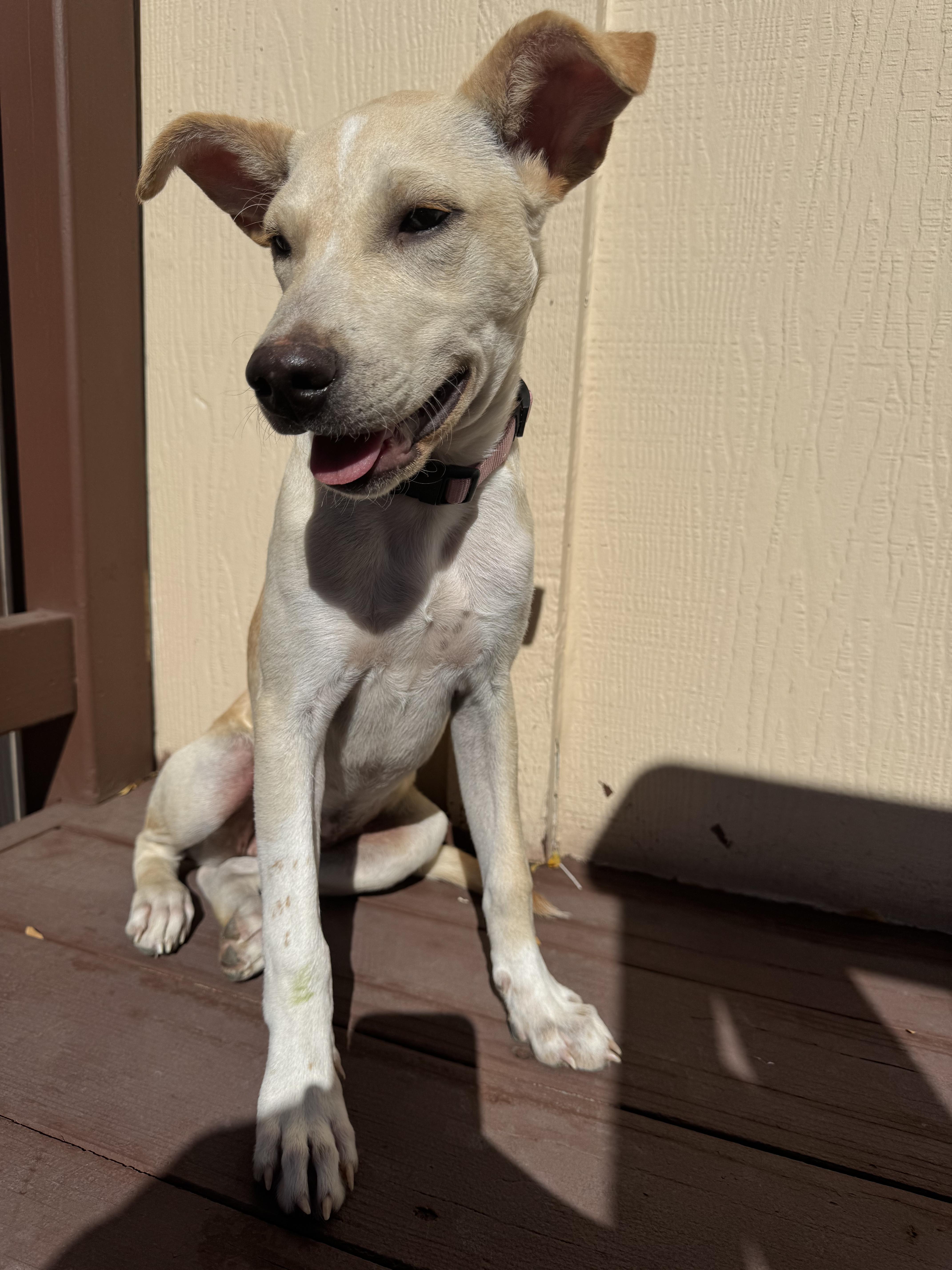 Shayla thumbnail 3