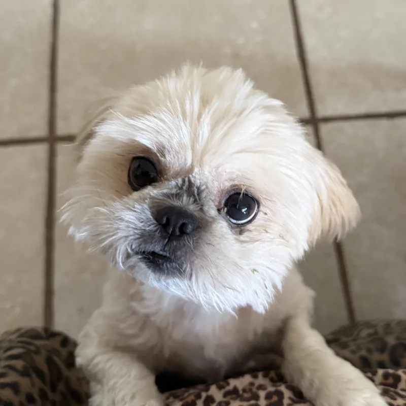 An adult small-sized female White / Cream Shih Tzu dog named Sandy for adoption in Newark, NJ