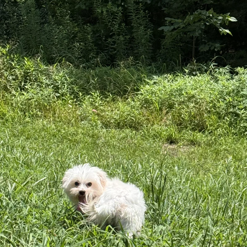 A young small-sized female White / Cream Maltese dog named Love Bug for adoption in Chicopee, MA