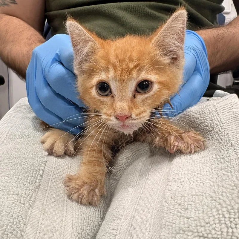 A baby small-sized male Orange / Red Domestic Short Hair cat named Guava for adoption in Newark, NJ