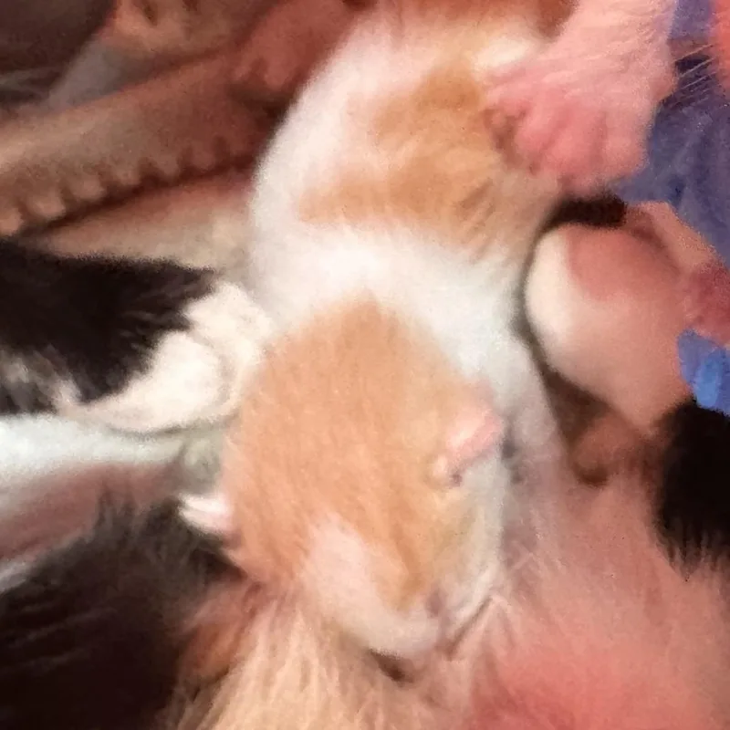 A baby small-sized male Domestic Short Hair cat named Moonstone for adoption in Reno, NV