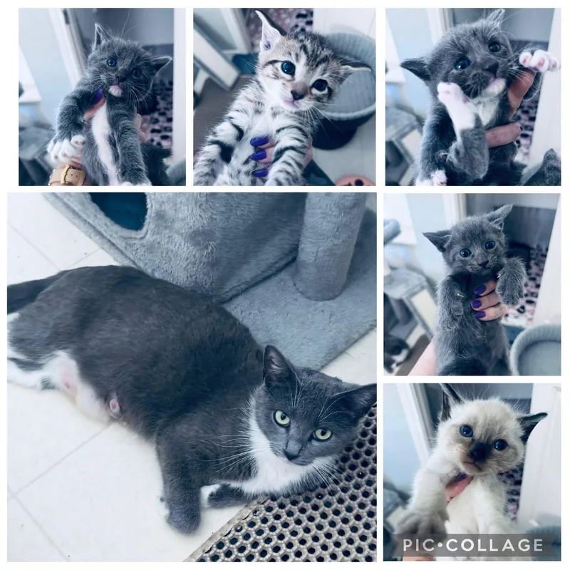 A baby medium-sized male Gray & White Domestic Short Hair cat named Max for adoption in Frisco, TX