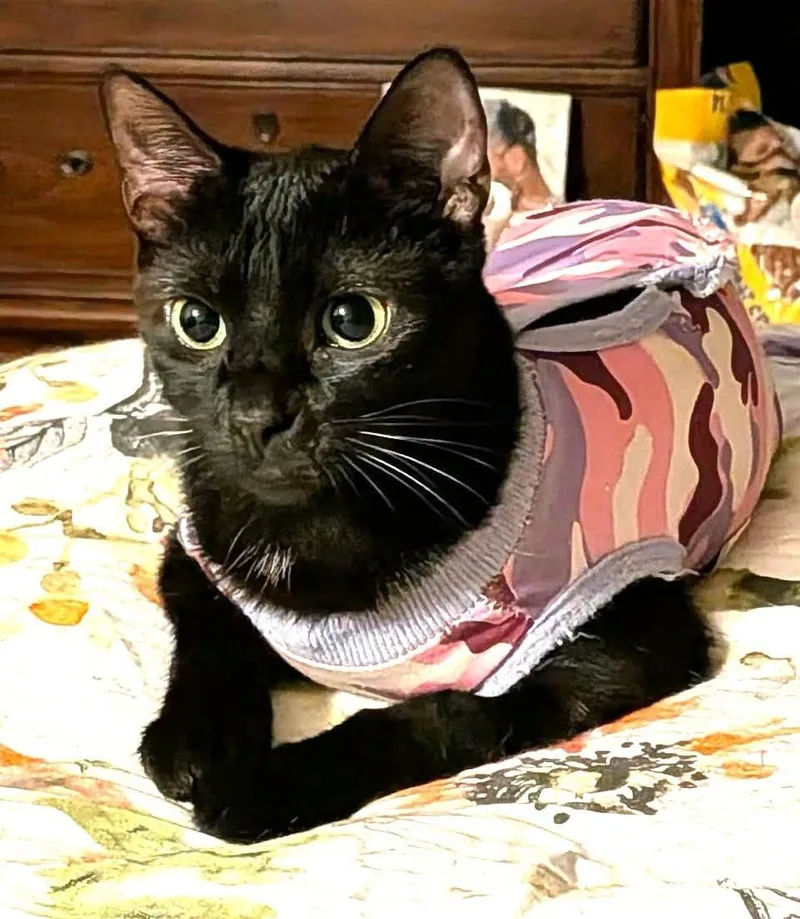 A young medium-sized female Domestic Short Hair cat named Sweetie Hart for adoption in Somerset, KY