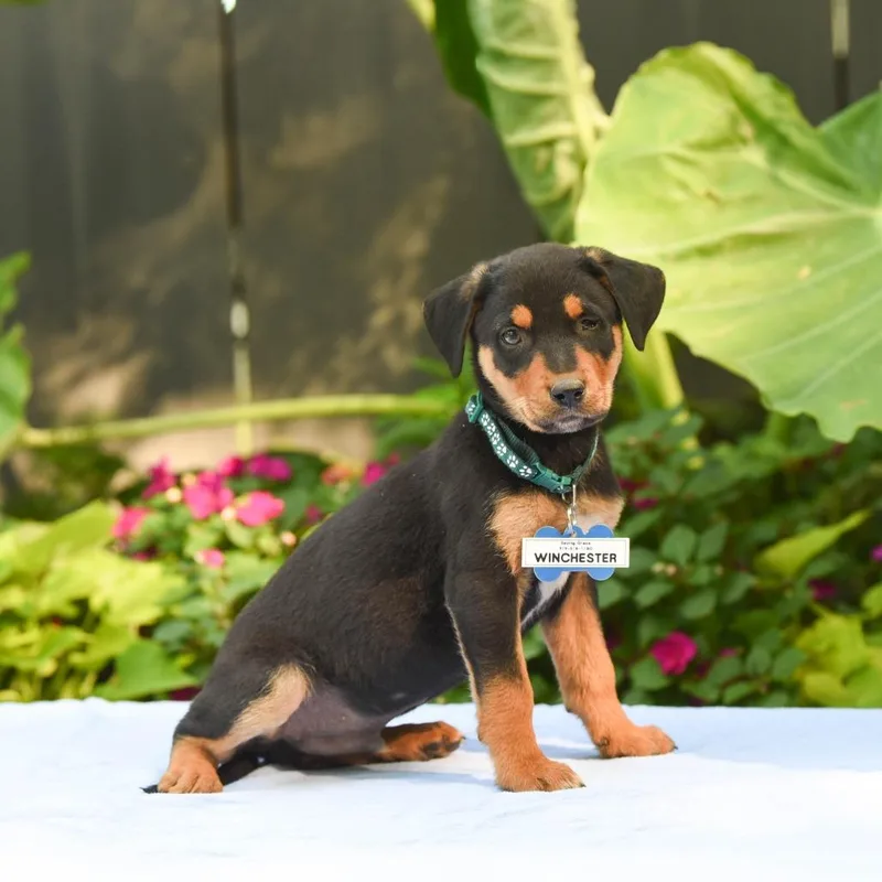 A baby small-sized male Shepherd dog named Winchester for adoption in Wake Forest, NC