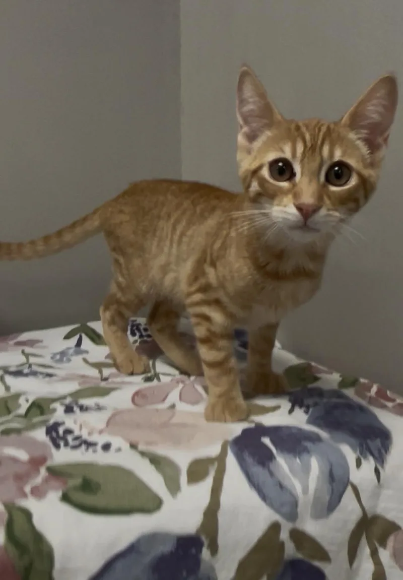 A baby medium-sized male Orange & White Domestic Short Hair cat named Nehi for adoption in Petaluma, CA