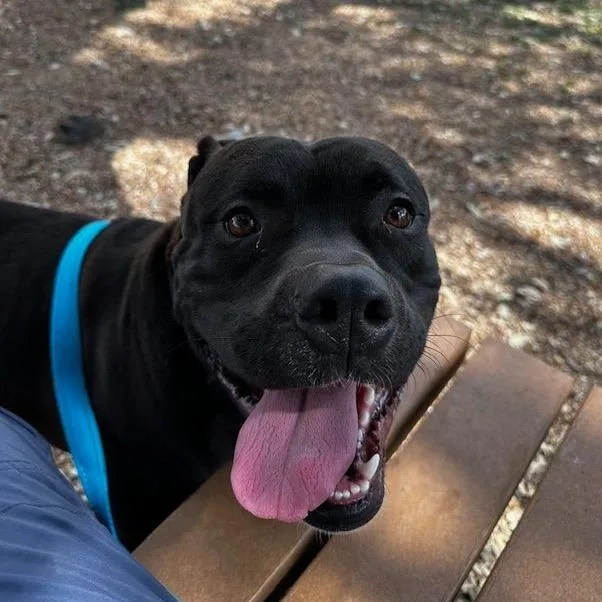 An adult medium-sized male Black Pit Bull Terrier dog named Wrigley for adoption in Austin, TX