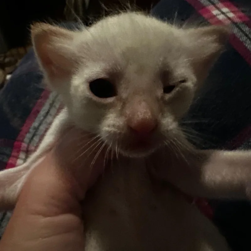 A baby small-sized male White Domestic Short Hair cat named Cloud for adoption in Point Richmond, CA