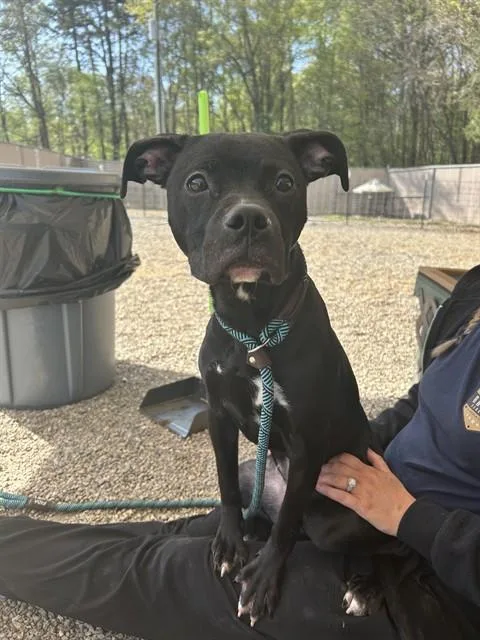 A young medium-sized female Pit Bull Terrier dog named Phoenix for adoption in Lincolnton, NC