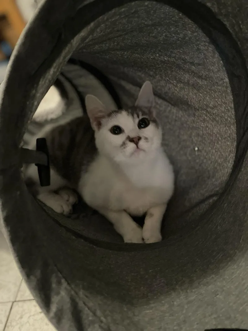 A young medium-sized female Domestic Short Hair cat named Chloe for adoption in South Pasadena, CA