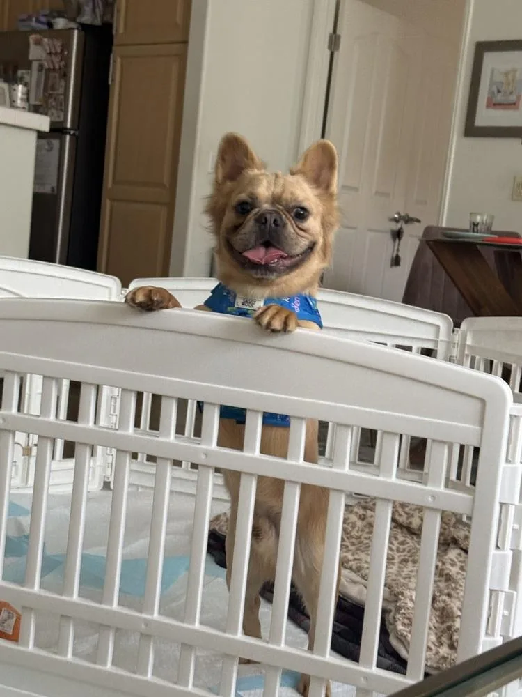 A young medium-sized male French Bulldog dog named Simba for adoption in ventura, CA