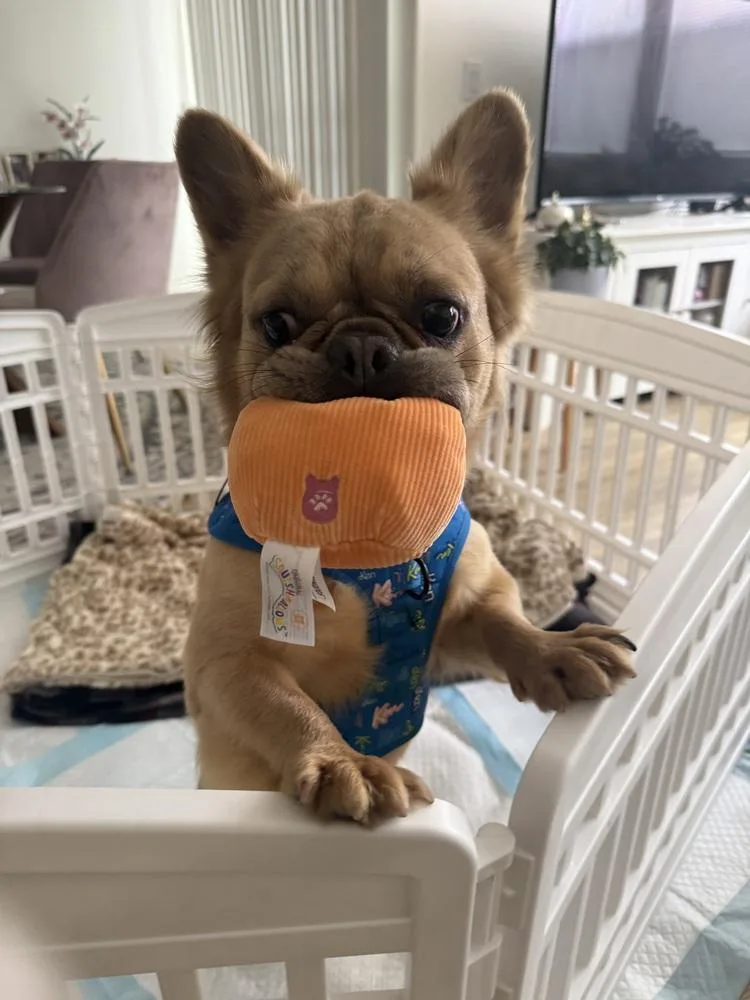 Simba thumbnail 2
