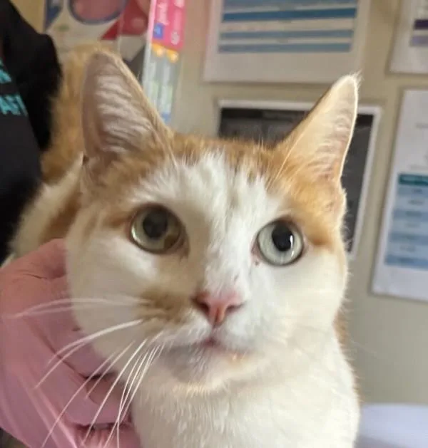 A senior small-sized male Domestic Short Hair cat named Hichikiri for adoption in El Cajon, CA