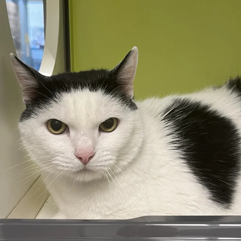 A senior small-sized male White Domestic Short Hair cat named Lucky for adoption in Temecula, CA