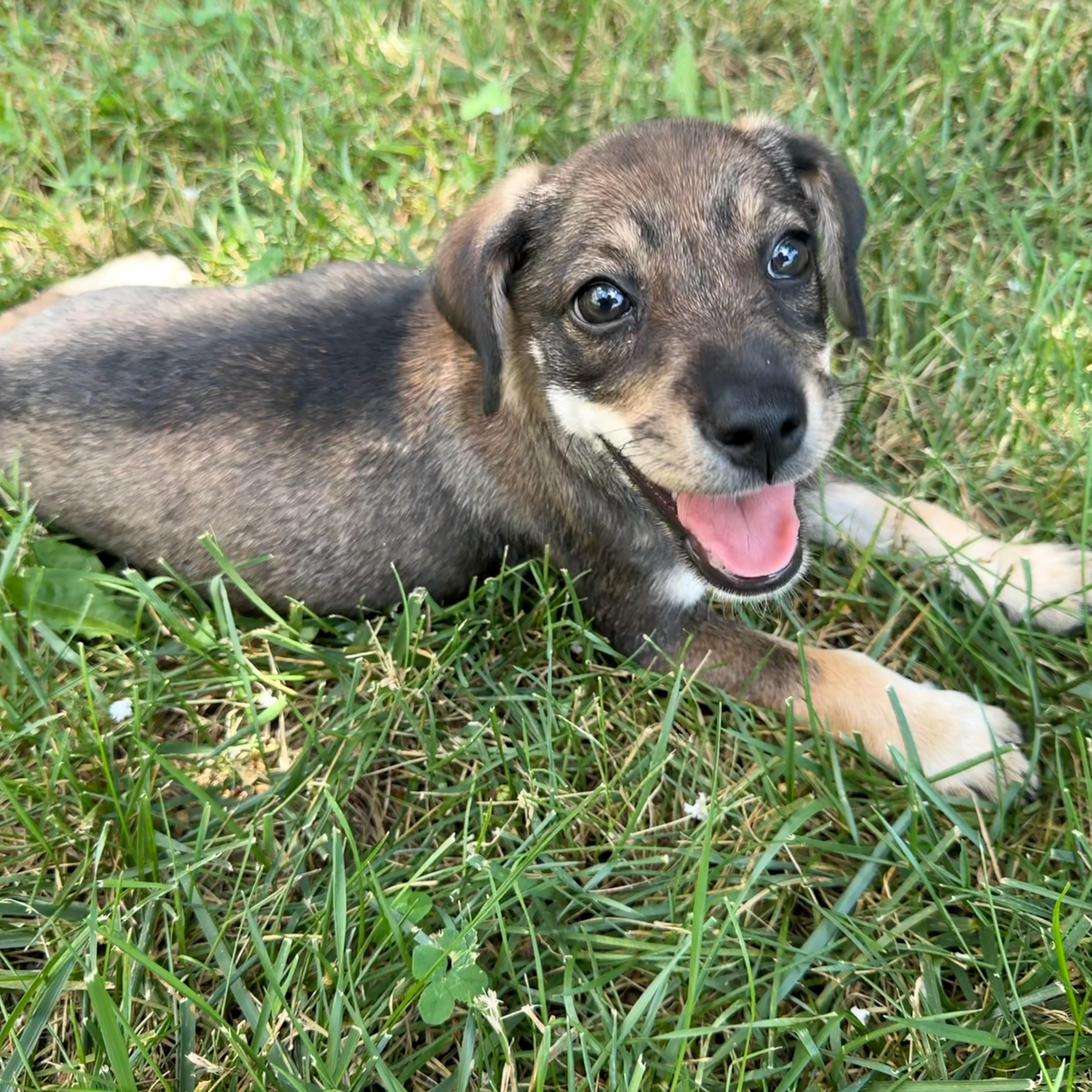 A baby medium-sized female Hound dog named Five for adoption in Richmond, VA
