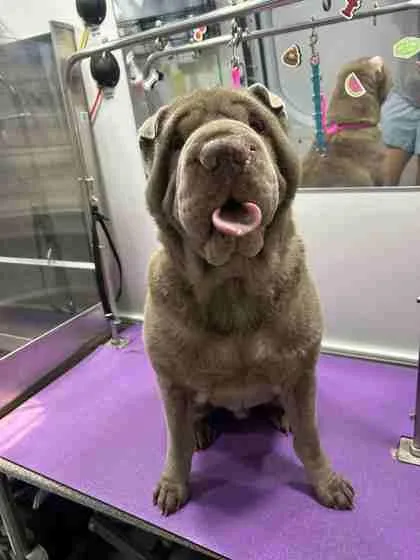 An adult large-sized male Mixed Breed dog named Meatloaf for adoption in Fairfax, VA