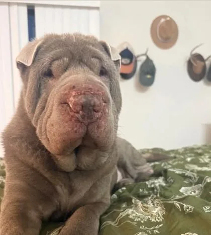 Meatloaf thumbnail 3