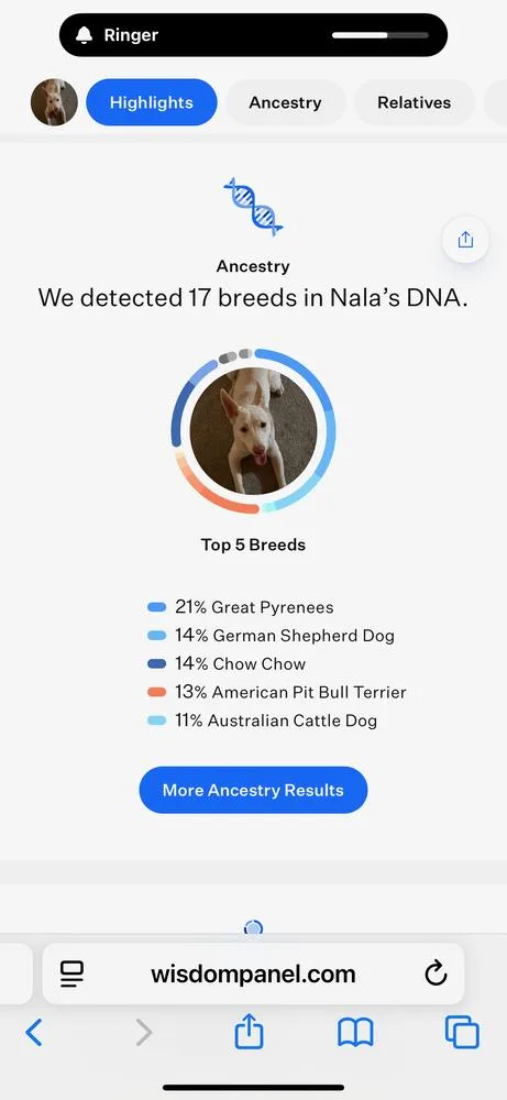 An adult large-sized female White / Cream Great Pyrenees dog named Nala for adoption in Colorado Springs, CO