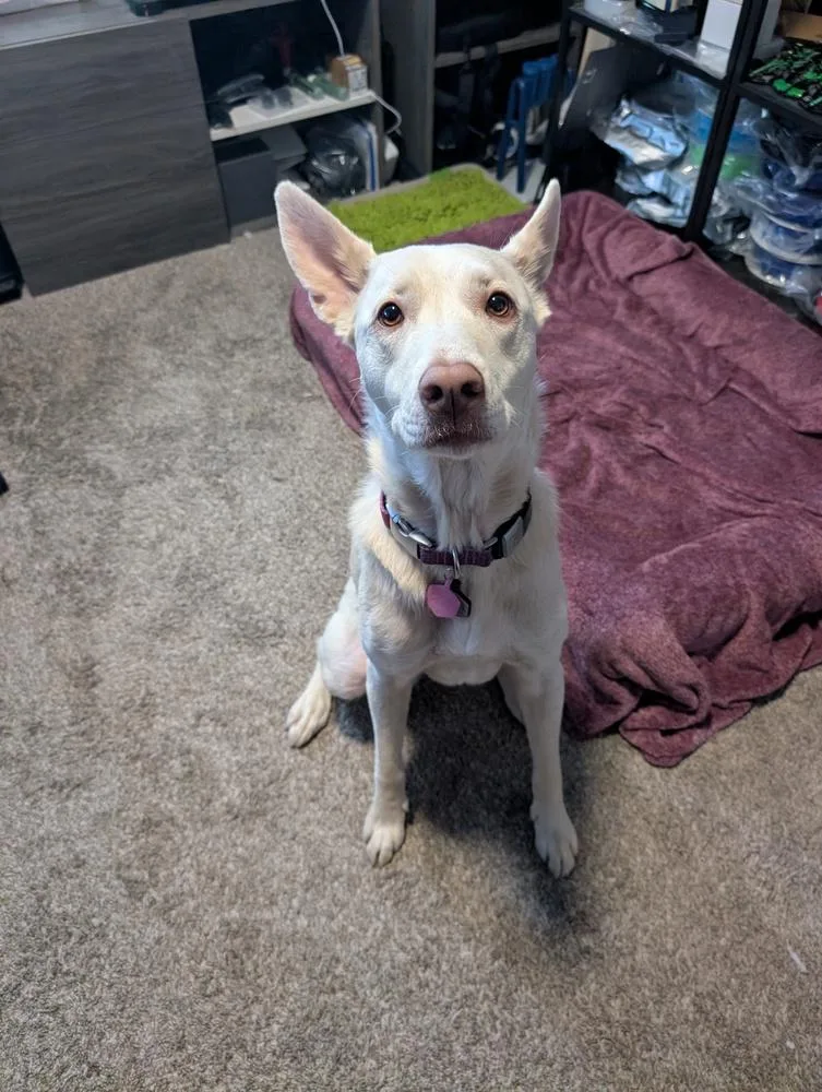 Nala thumbnail 3