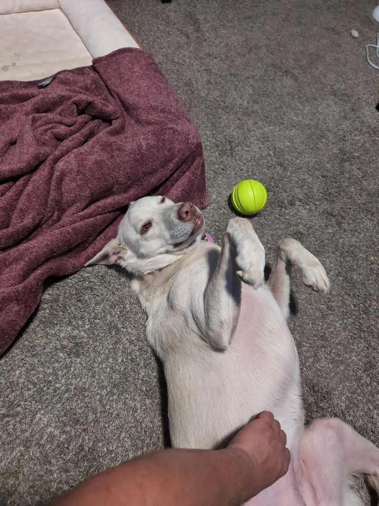 Nala thumbnail 6