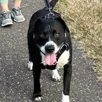 An adult medium-sized male Black Terrier dog named Shadow for adoption in Largo, FL