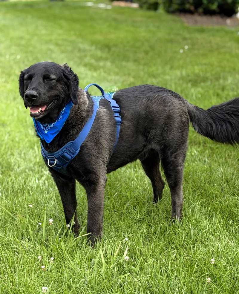 An adult large-sized male Black Labrador Retriever dog named Louie for adoption in Maryville, TN