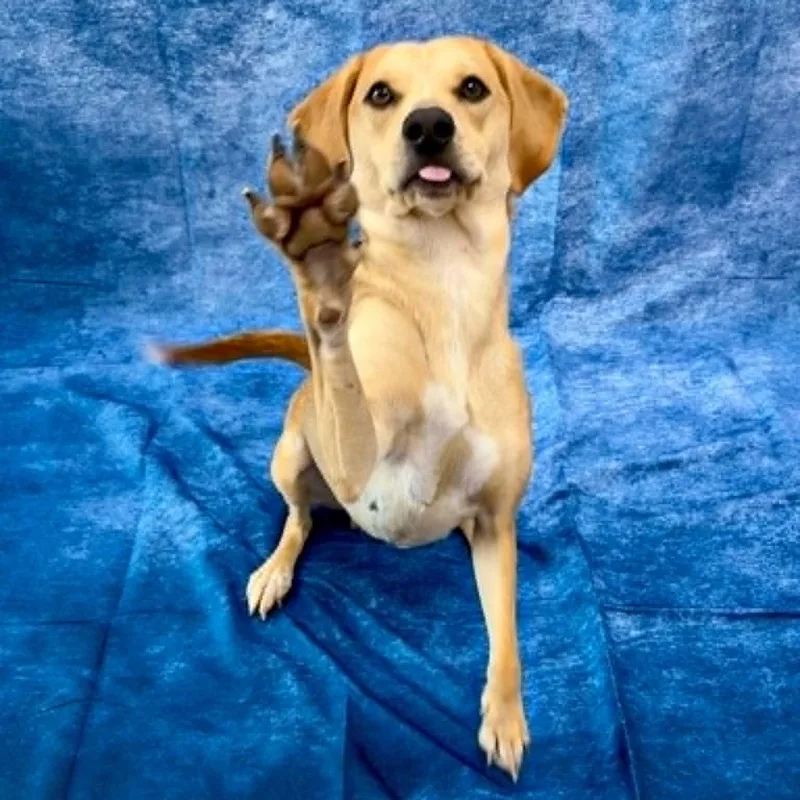 A young medium-sized female Yellow / Tan / Blond / Fawn Beagle dog named Nikki for adoption in Rushville, IL