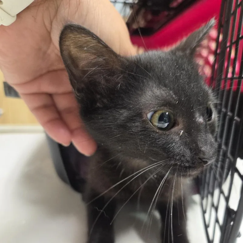 A baby small-sized female Black Domestic Short Hair cat named Denise for adoption in Leander, TX