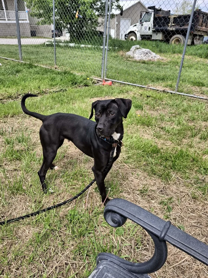 An adult medium-sized female Mixed Breed dog named Maggie for adoption in Moundsville, WV