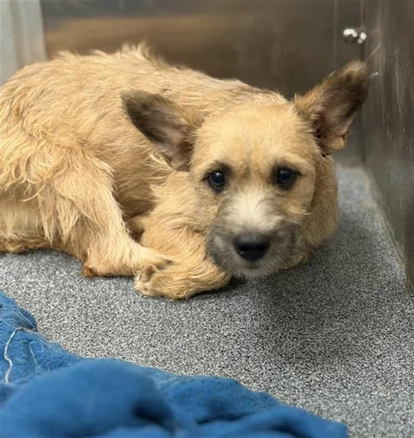 A young small-sized female Mixed Breed dog named Zuma for adoption in Dallas, TX