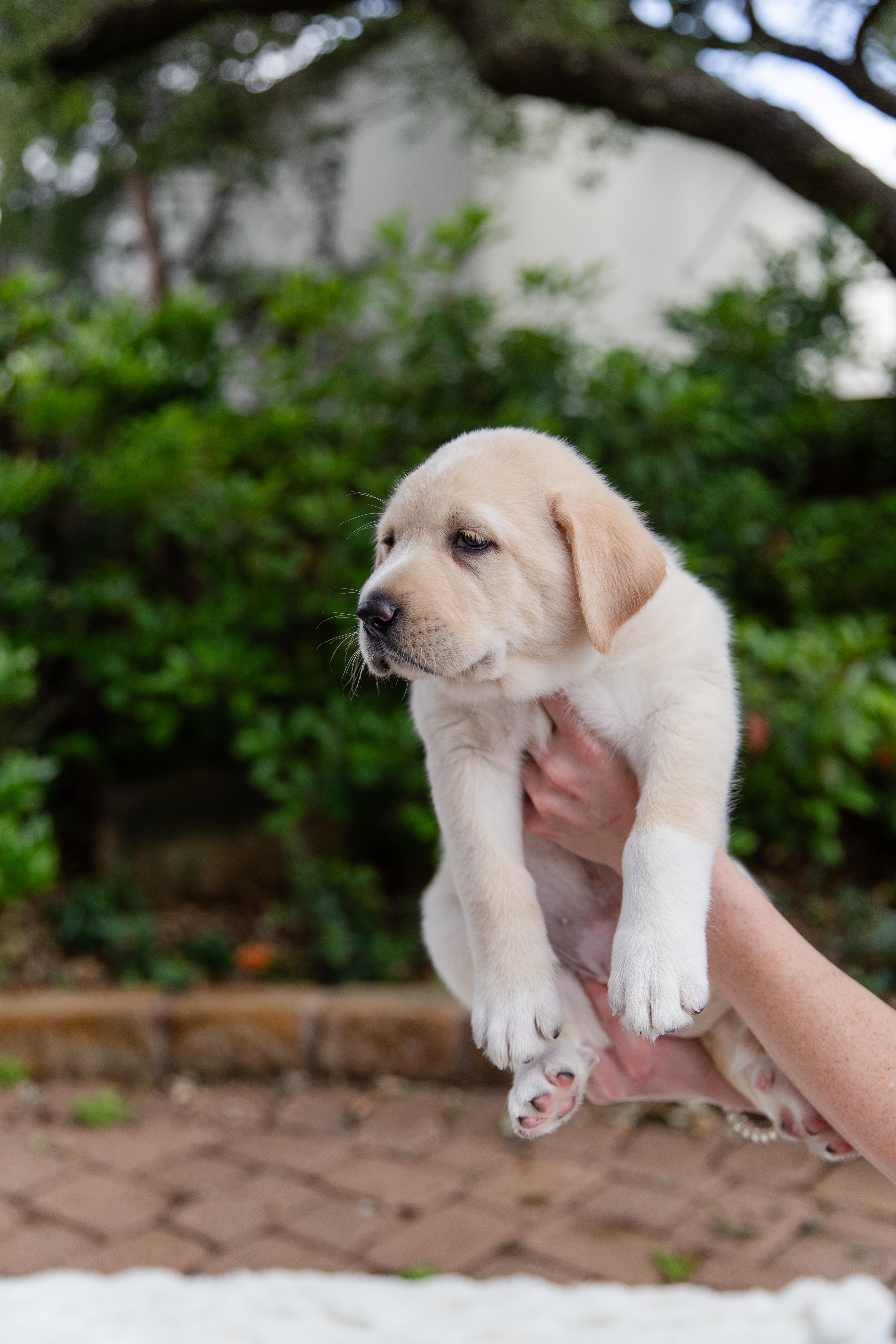 A baby medium-sized male Golden Labrador Retriever dog named Goliadth for adoption in Pflugerville, TX