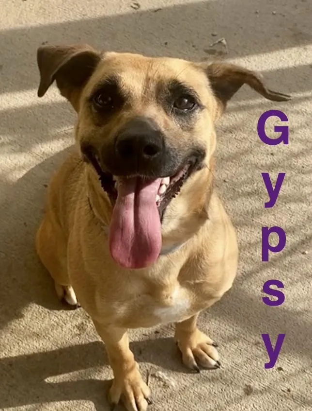 A young medium-sized female Brown / Chocolate Beagle dog named Gypsy for adoption in Pomeroy, OH