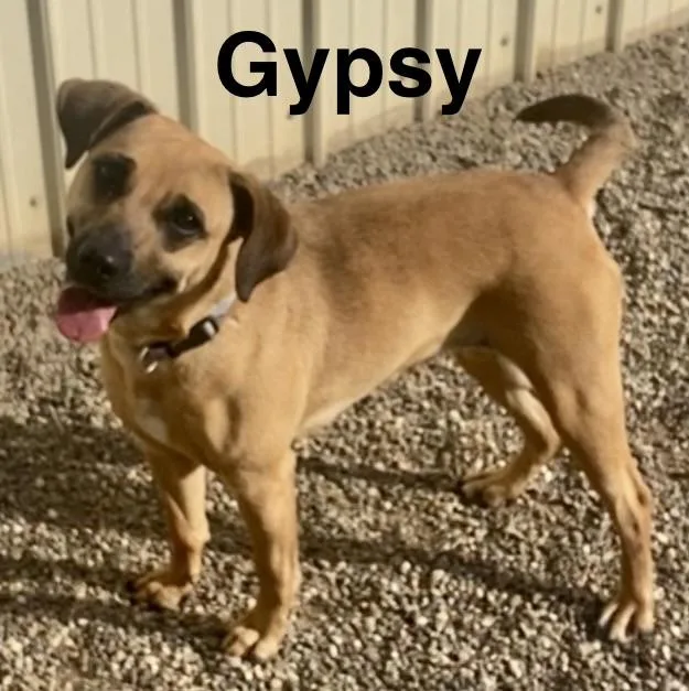 Gypsy thumbnail 2
