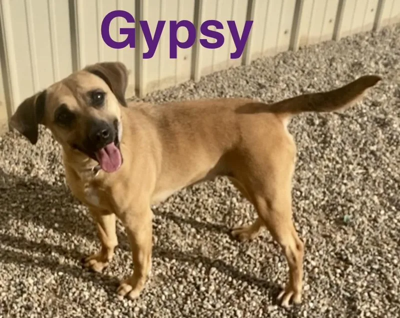 Gypsy thumbnail 3