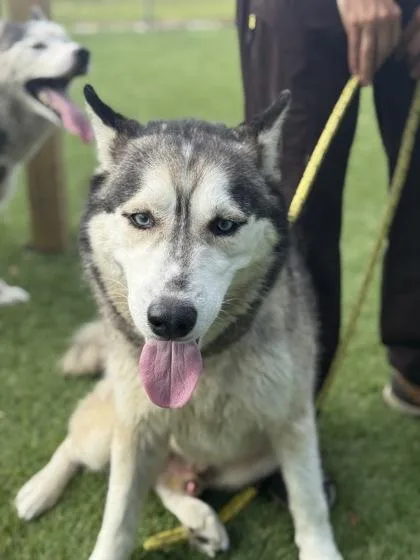 Koda