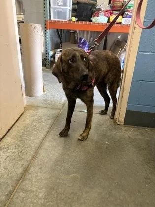 A young large-sized female Plott Hound dog named Marigold for adoption in Seneca, SC